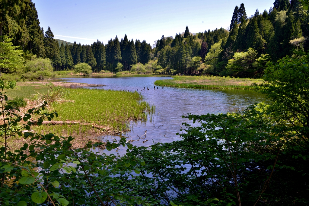 新緑の平池