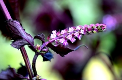 紫蘇の花