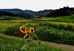 里山の秋・仰木の棚田