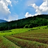 天空の里上ヶ流茶畑