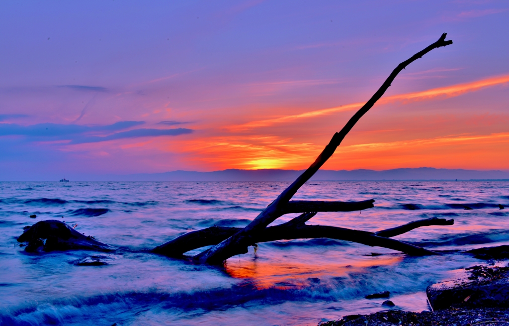 夕流木