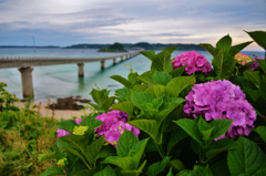 あじさいと角島大橋