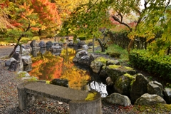 小池に映る秋