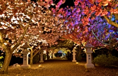 ライトアップの参道八重桜