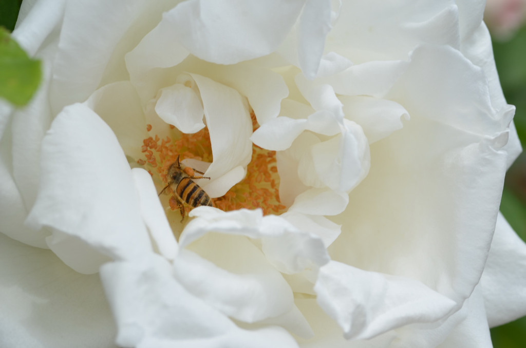 薔薇の刺より蜂の針
