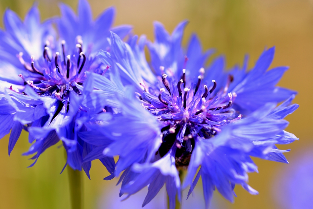 我が家の花　矢車草
