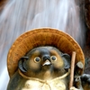 修行狸
