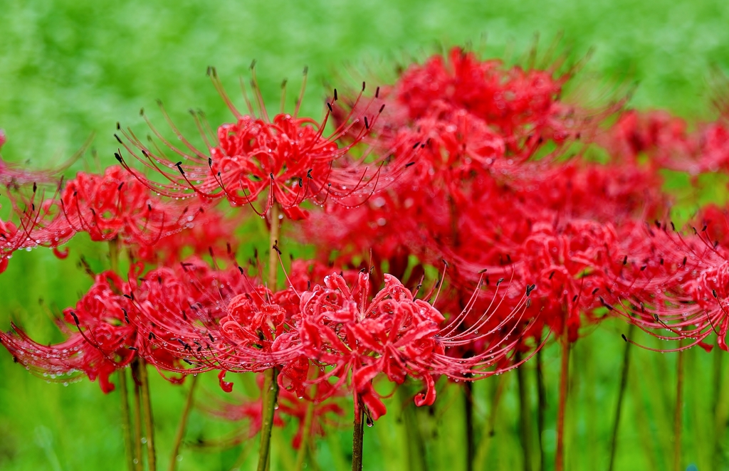 彼岸花
