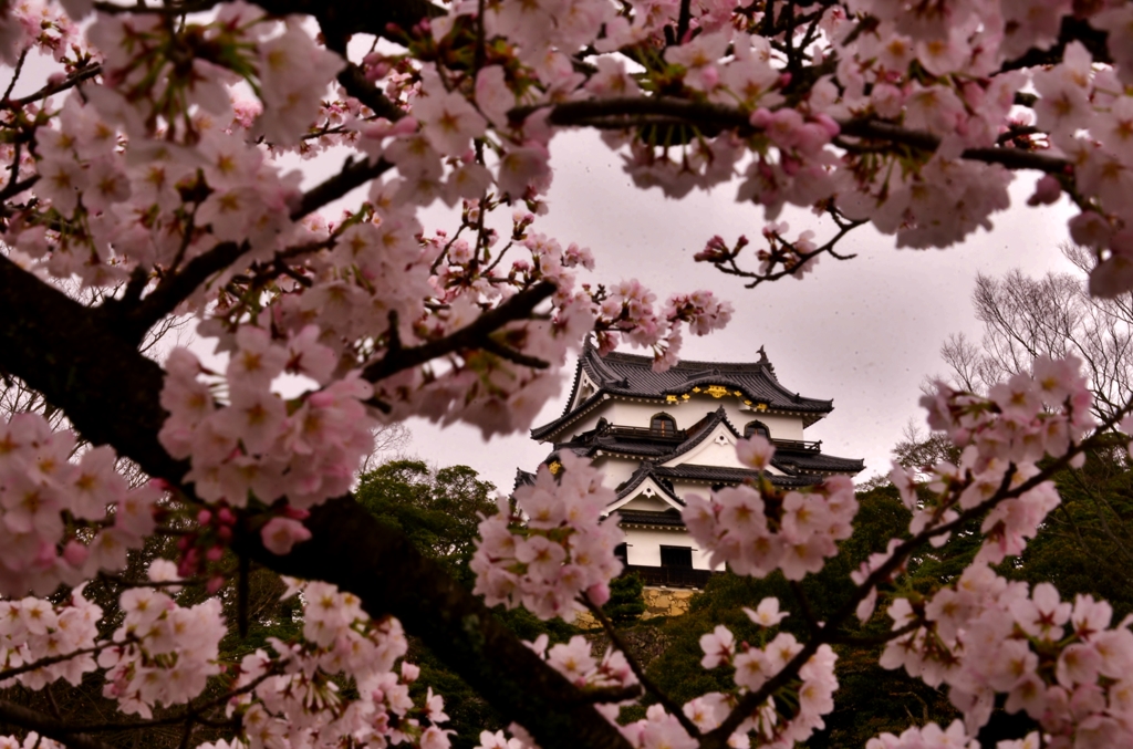 花額