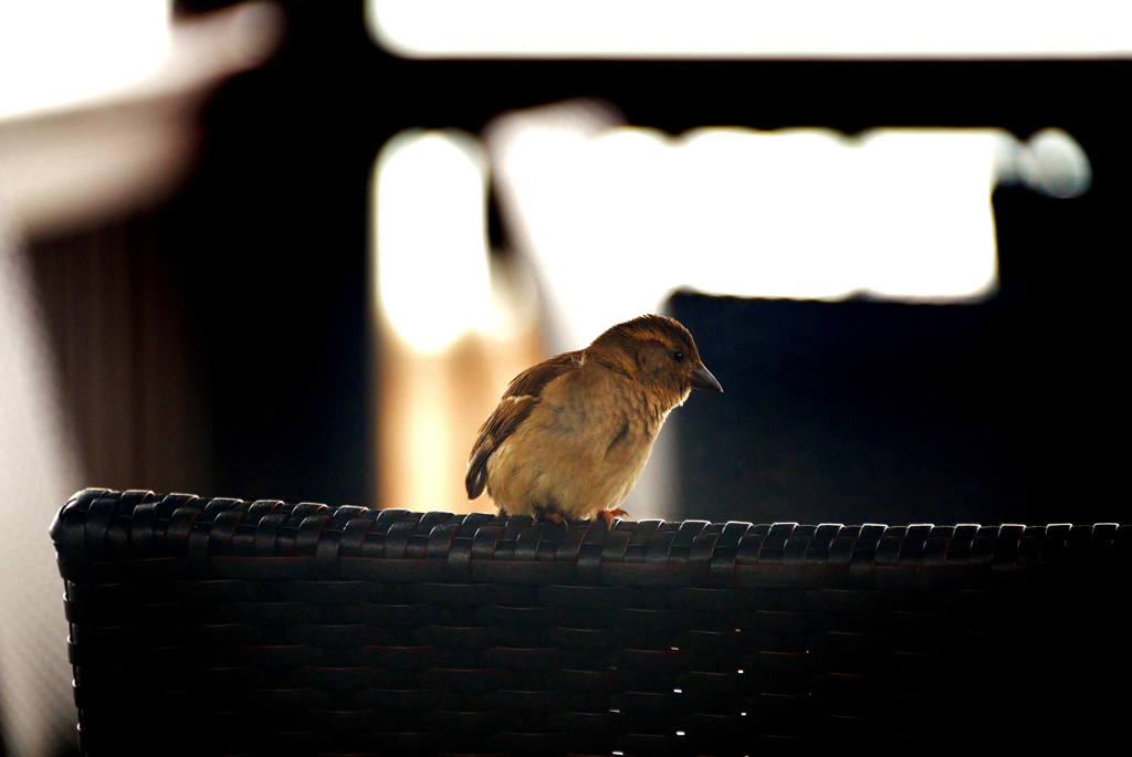 Small birds