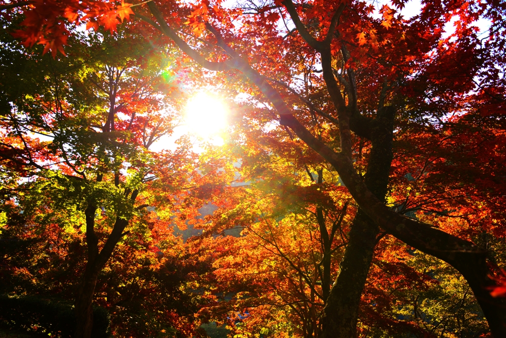 燃え萌え紅葉