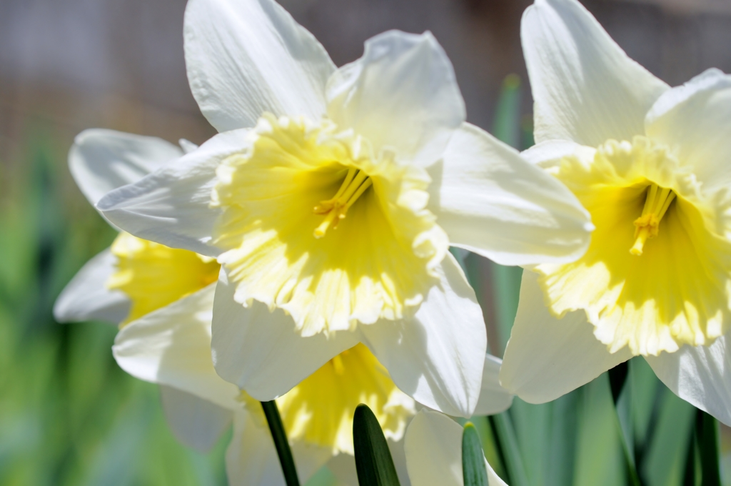 Narcissus