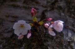 胴桜