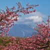 早咲きの河津桜