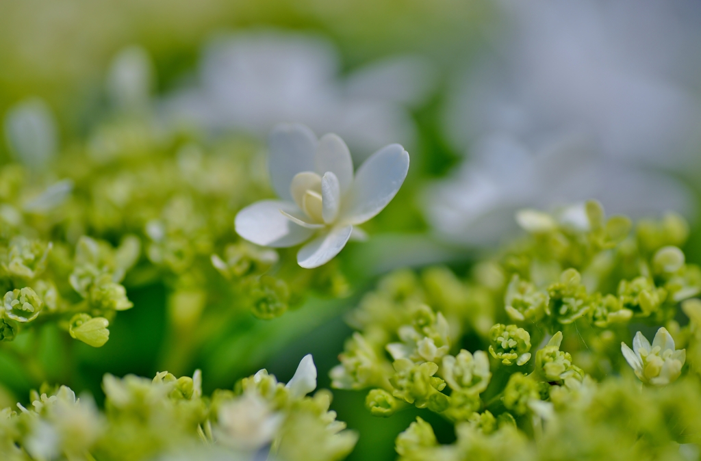 花の花