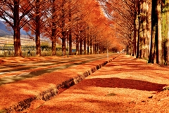 落葉のメタセコイア並木道