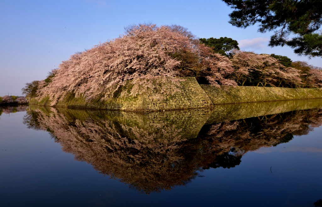 彦根城濠端桜　9-1