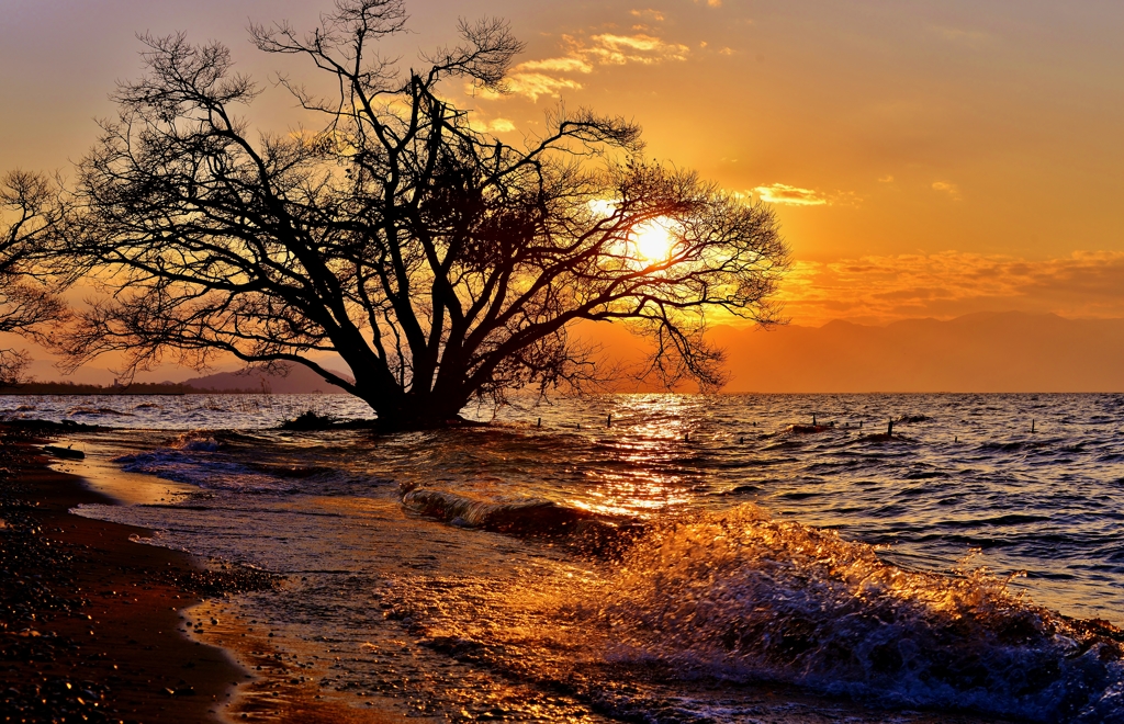 春夕波夕木