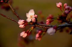 春の訪れ　桜が咲き始めた