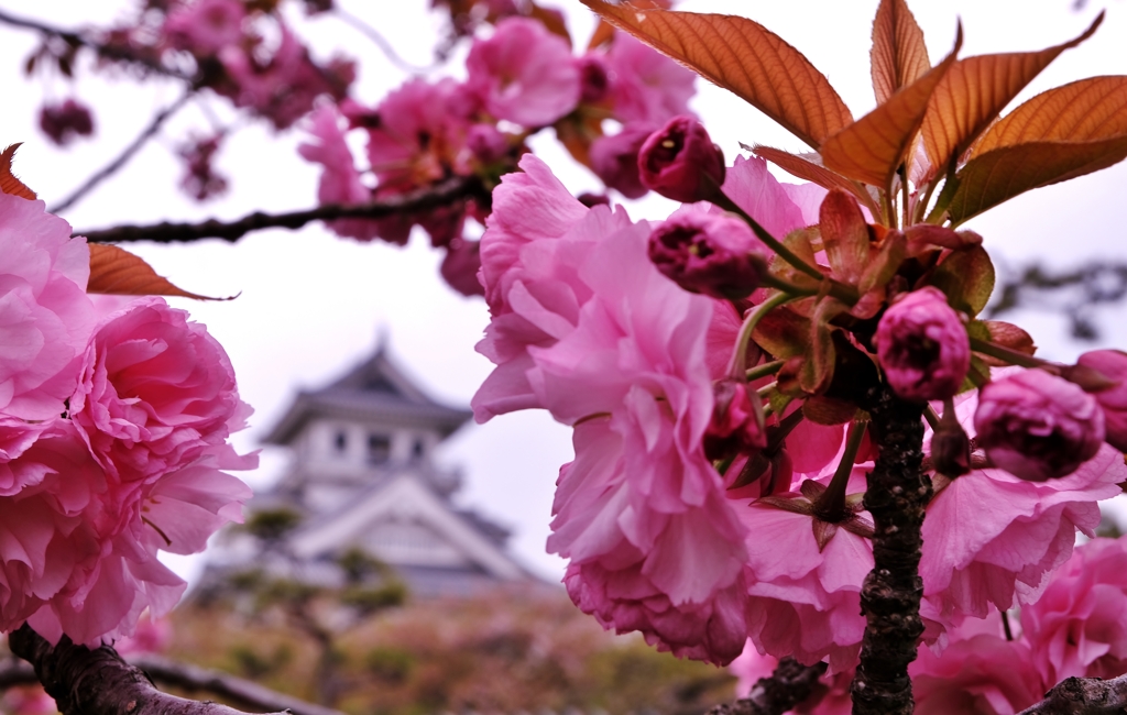 長浜城菊桜