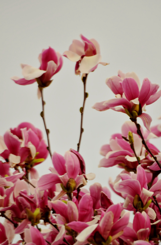 モクレンの花