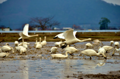 湖北の白鳥　～羽ばたき～