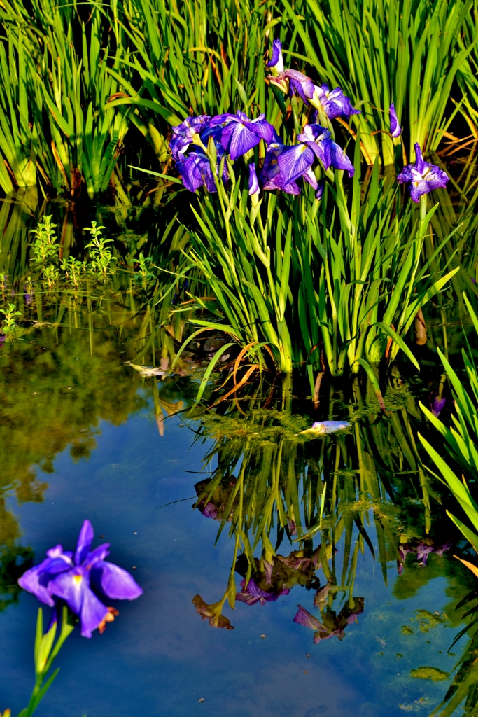 庄堺公園の菖蒲　2-2