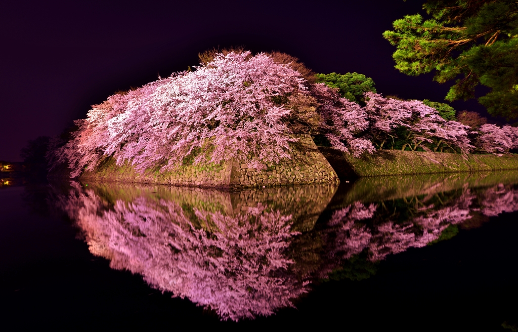 濠端夜桜