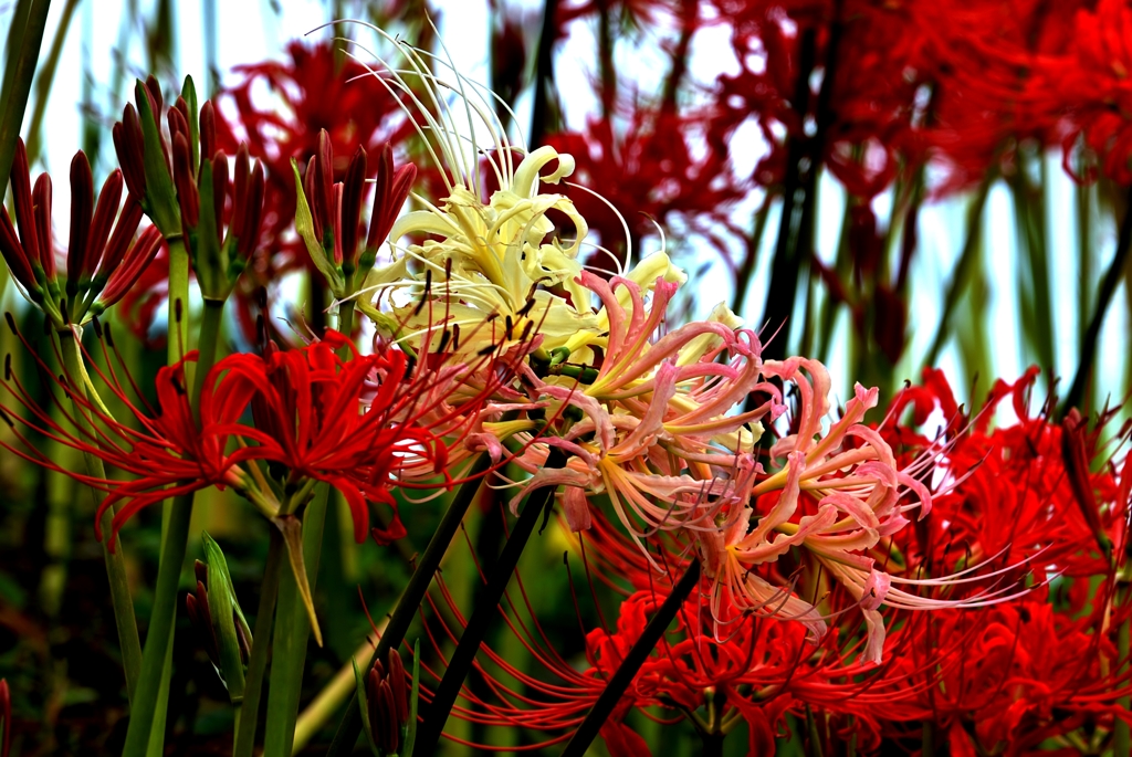 Spider lily