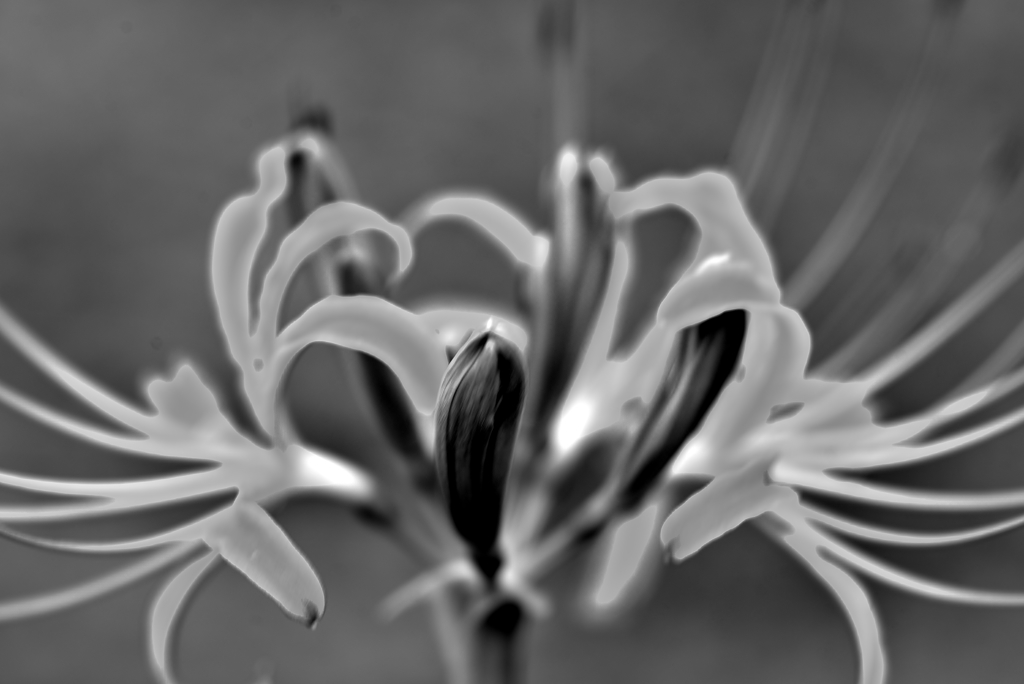 狐花