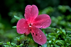 雨滴花