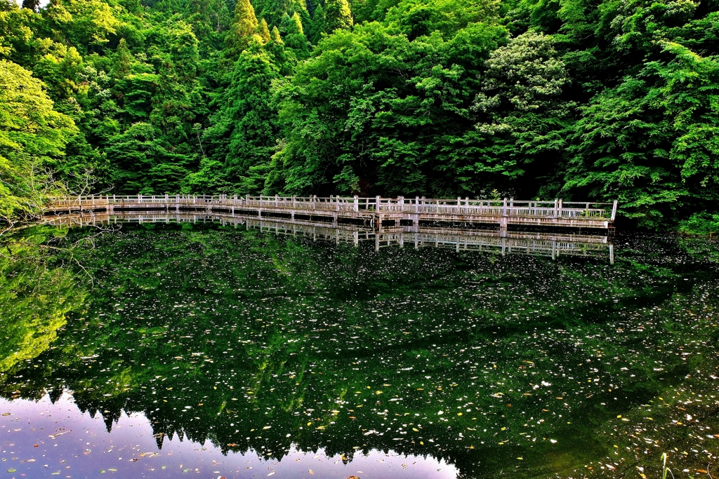 青若葉のもみじ池