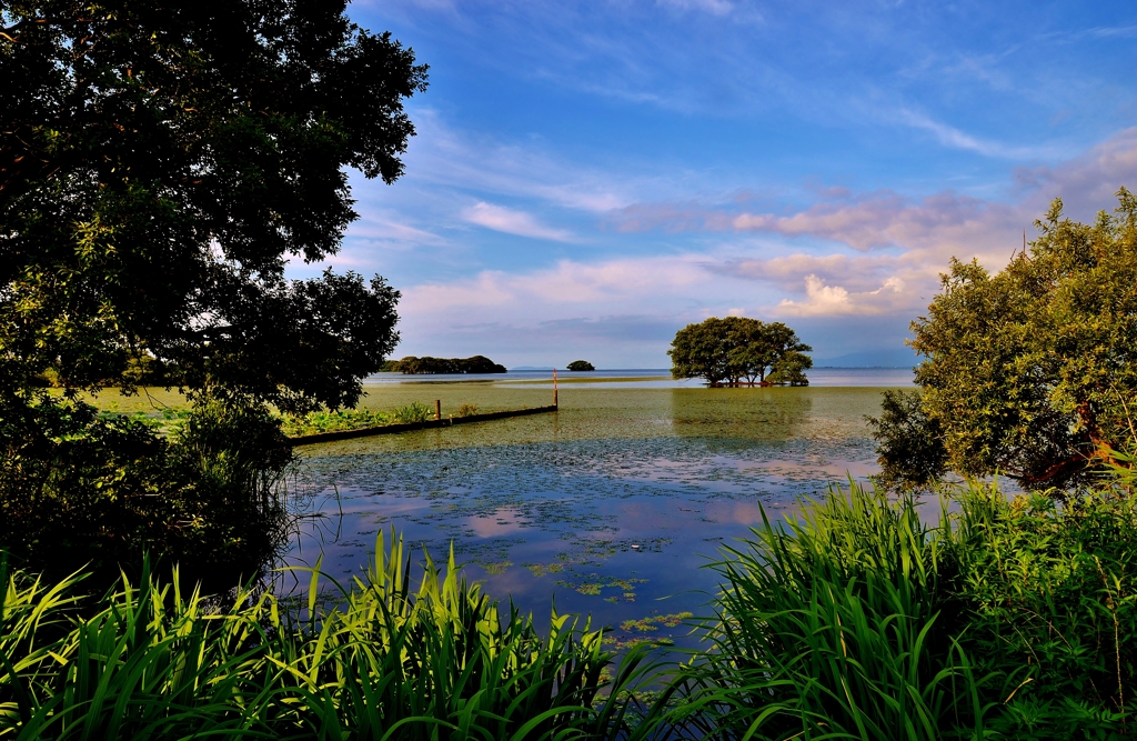 Summer landscape