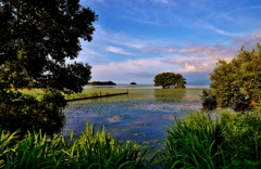 Summer landscape