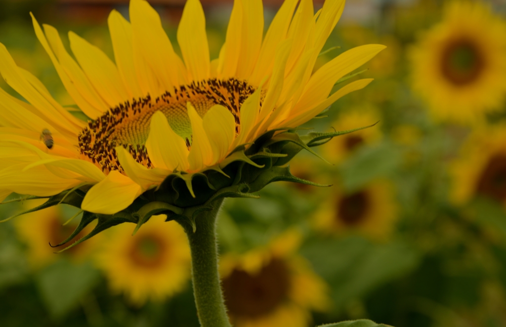 Sunflower
