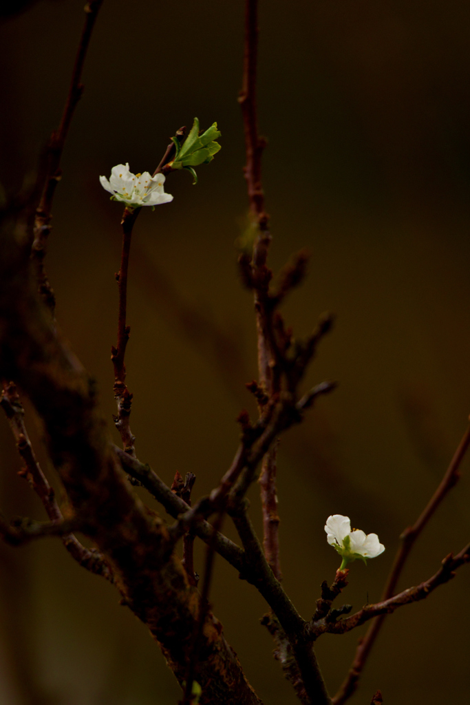 我が家の花　すももの花（秋咲き）