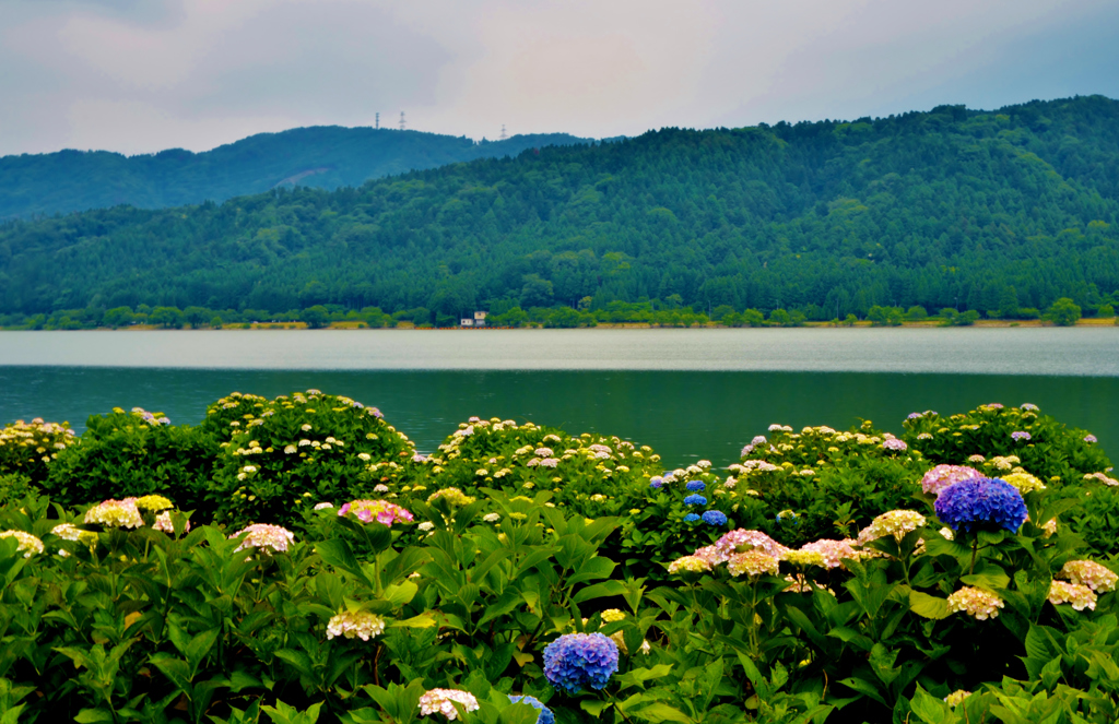 余呉湖 紫陽花 By 近江源氏 Id 写真共有サイト Photohito