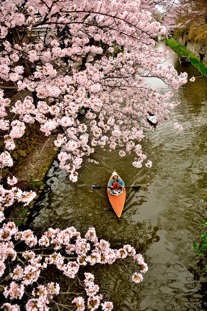 桜の下を・・・