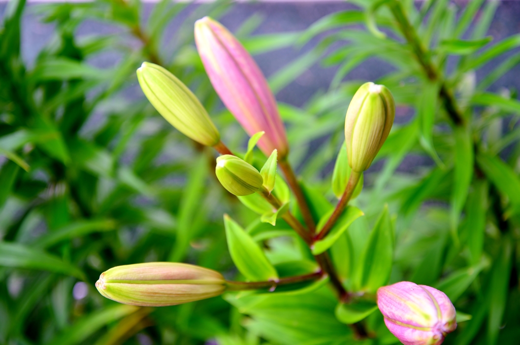 我が家の花　ゆり　