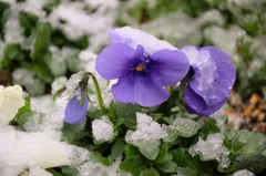 我が家の春雪花　Ⅲ