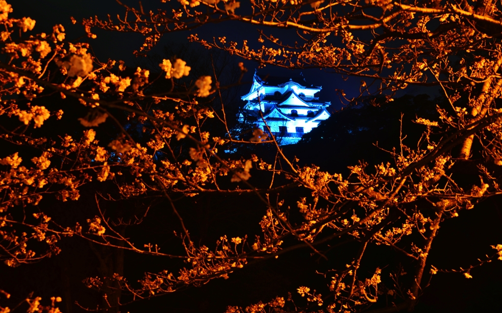 夜桜城