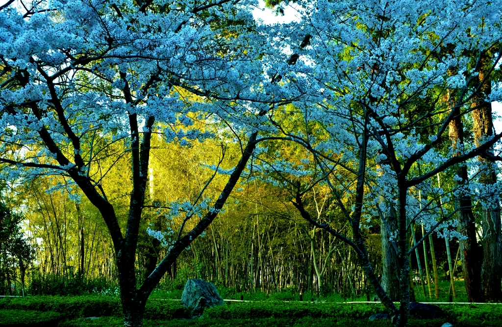 竹林桜花