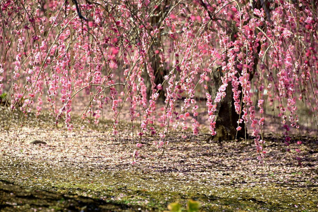 梅散花