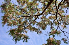 栴檀の花木