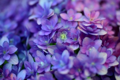 紫陽花模様