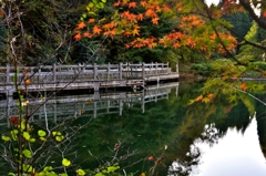 もみじ池の秋
