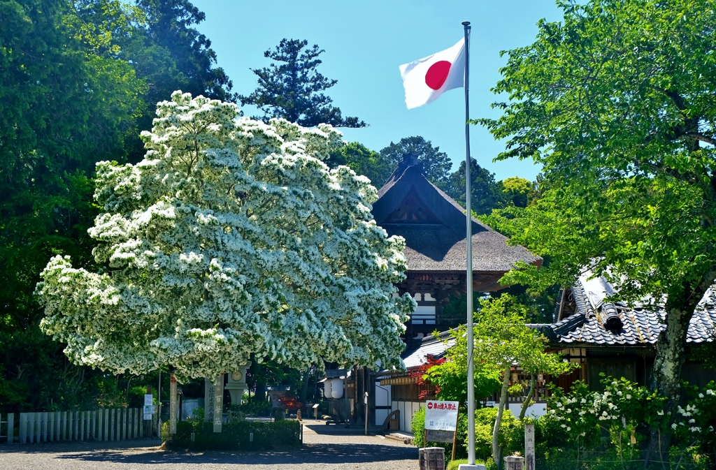 沙沙貴神社　なんじゃもんじゃ