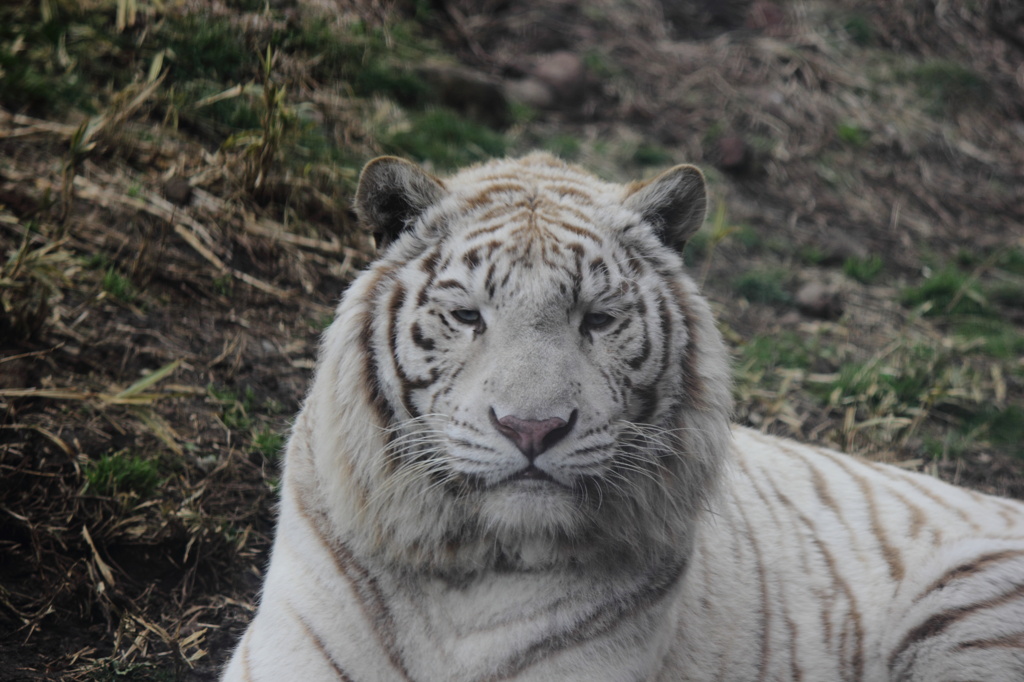 ホワイトタイガー