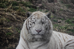 ホワイトタイガー