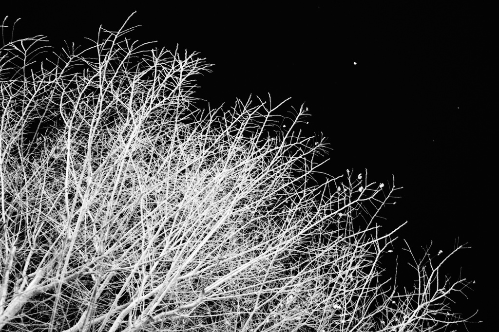 枯れ木と一番星